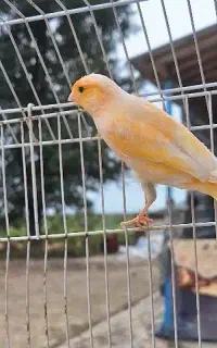 قناری نر پرتقالی