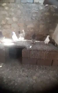 کبوتر کینگ مرغی بزگ ، چند جفت