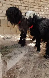 فروش ۲راس بره