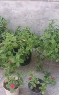 گل یخی