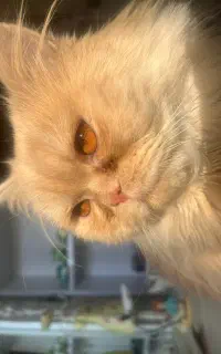 جفتگیری با گربه ی ماده