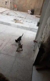 واگذاری گربه  چند ماهه