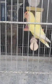 طوطی برزیلی صورت هلویی نر دستی