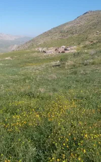 آویشن کوهی سوزنی تازه