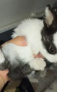 خرگوش