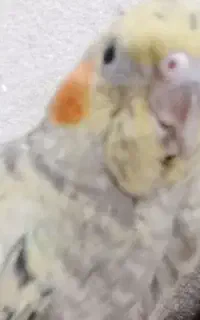 عروس هلندی گمشده