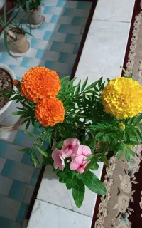 فال و سر کتاب جزعی