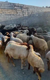 ۱۶ عدد گوسفند