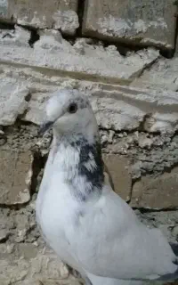 کفتر