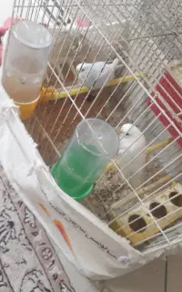 مرغ عشق
