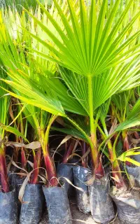 نهال پالم واشنگتن تنه قرمز