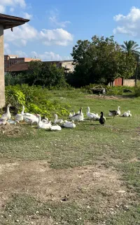 غاز اردک قوغاز خروس