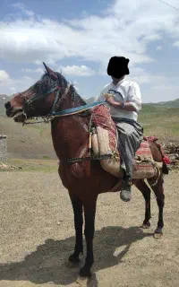 اسب یورقه تند 40تا