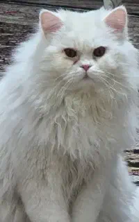 جفتگیری گربه