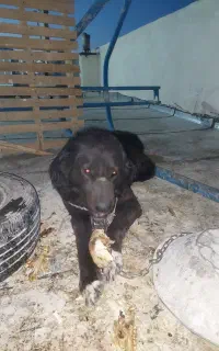 سگ گله قهدریجونی نر۳ساله