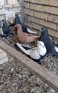 شوش