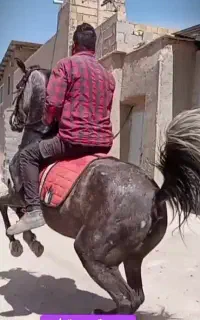 مادیان۶ با کره عرب مصری