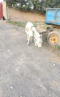الاغ و کره اش