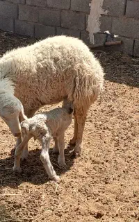 کاور زاییده  اول زه بره نر