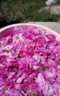 گل محمدی