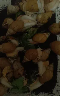 فروش یا معاوضه با هرچی