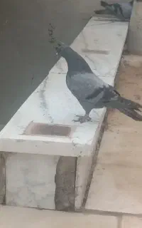 کفتر