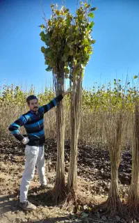 نهالستان پاییزنهال بزرگترین تولید کننده نهال صنوبر