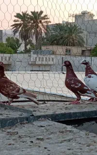 کبوتر نروماده با جوجه