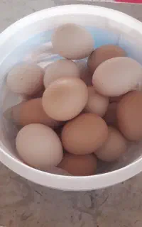 تخم مرغ کردی