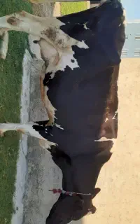 گاو شیری آبست