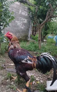 لاری دورگه