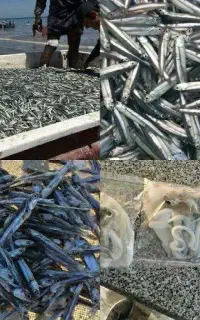 استخدام نیرو جهت خشک کردن متوتا( کاشخ )