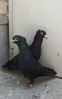 کلاغ
