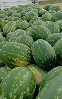 هندوانه