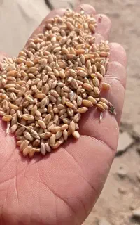 گندم بذری آبی کلاته خیلی تمیز