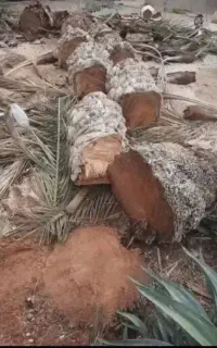 قطع درختان مزاحم شما