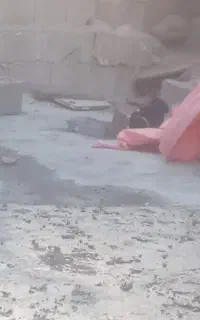 خرگوش مفت