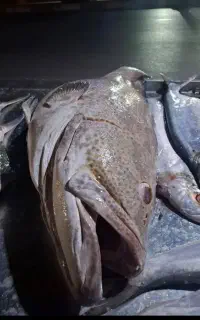 انواع ماهی صید روز