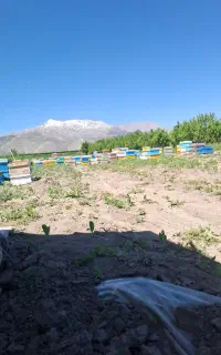 کارگر. زنبورداری.نیروی کار