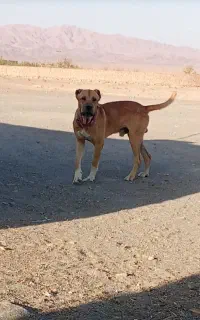 سگ افغان