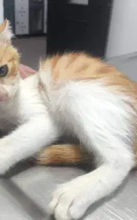 سرپرستی بچه گربه ۳ ماهه واکسینه شده
