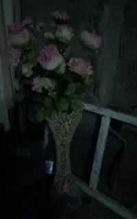 نخل خرما فروشی