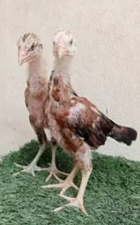 جوجه لاری
