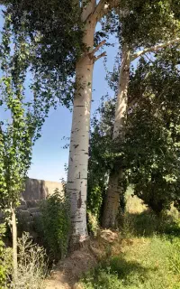 خرید و برش درختان خشگ تر