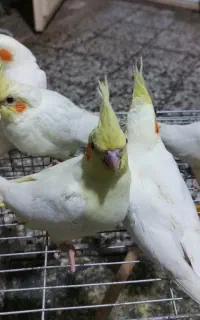 ۵ عدد جوجه عروس هلندی