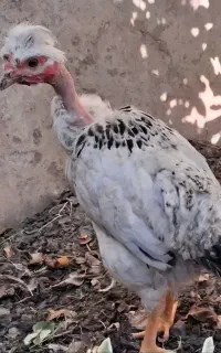 یک عدد جوجه گردن لخت