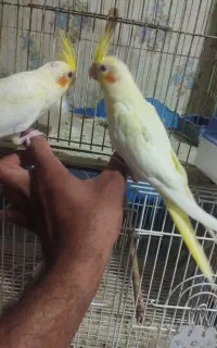 جوجه عروس هلندی