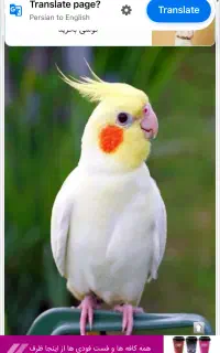 عروس هلندی گمشده