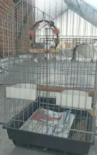 قفس بزرگ با تمام وسایل