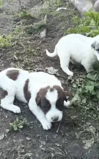 توله سگ سرابی